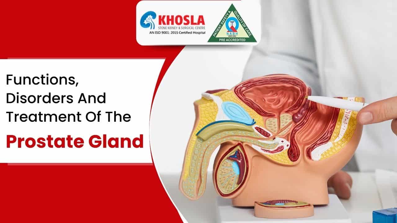 Functions, Disorders And Treatment Of The Prostate Gland