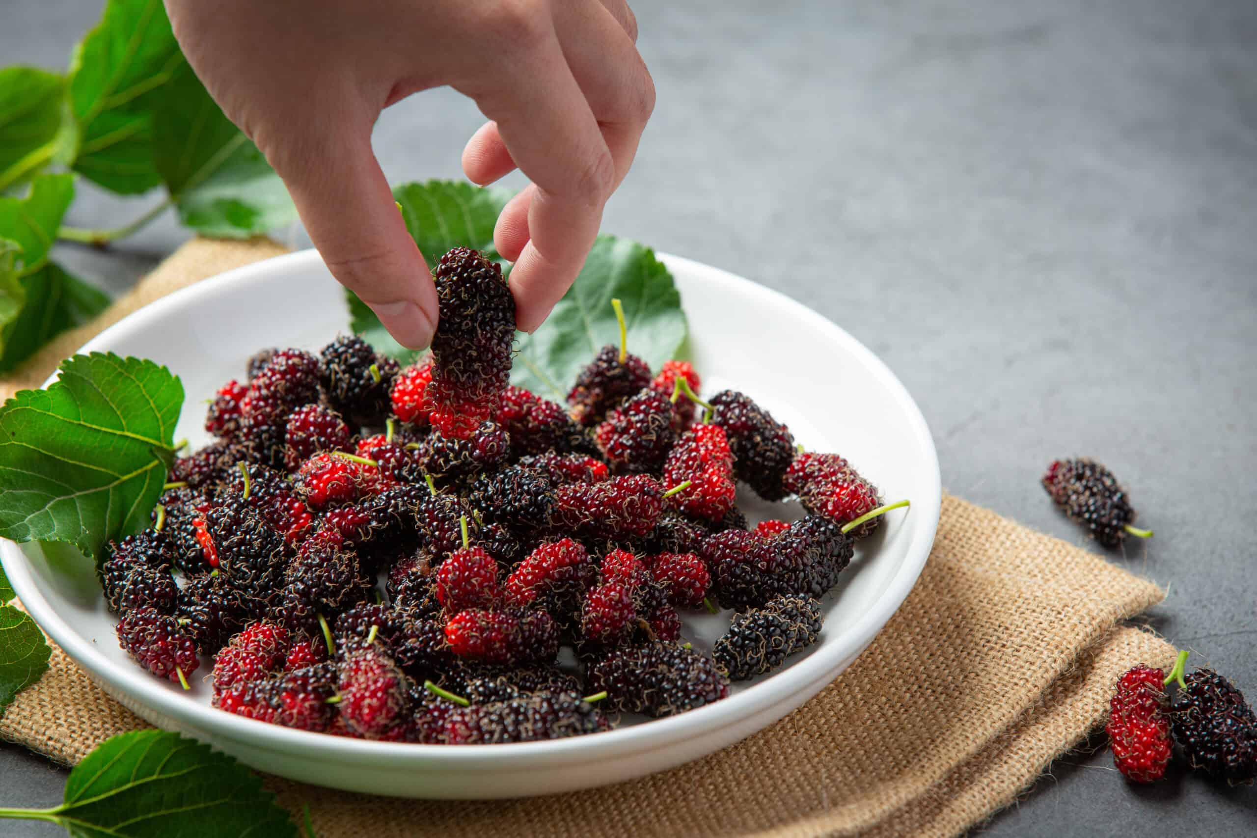 गुर्दे की पथरी के दौरान शहतूत के सेवन से मिलते हैं, ये 5 जबरदस्त फायदे, कैसे करें शहतूत का सेवन जानें डॉक्टर से